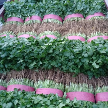 基地万亩香菜大量上市，安阳香菜现在有货，可以实地看货