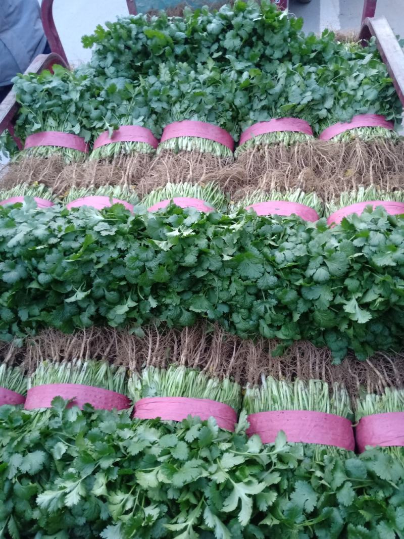 基地万亩香菜大量上市，安阳香菜现在有货，可以实地看货