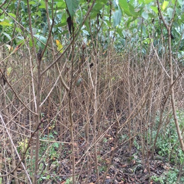 红粉佳人樱花(广州樱花）