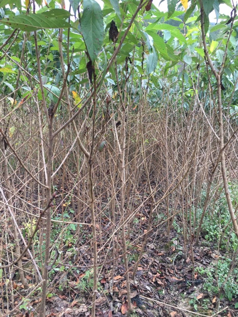 红粉佳人樱花(广州樱花）