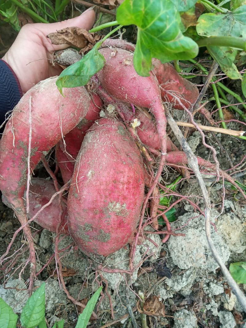 红薯济薯26，加工厂货，市场货