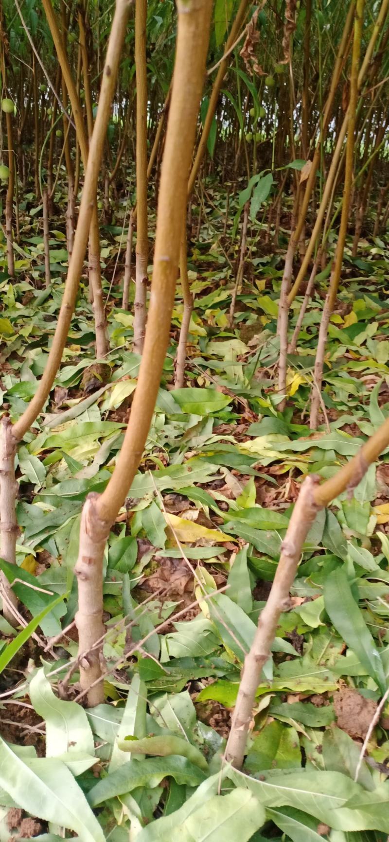 桃树，嫁接桃苗，黄桃苗，中桃9，金凤，突围，霸王脆