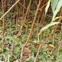 桃树，嫁接桃苗，黄桃苗，中桃9，金凤，突围，霸王脆