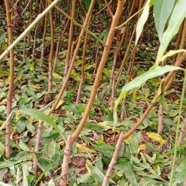 桃树，嫁接桃苗，黄桃苗，中桃9，金凤，突围，霸王脆