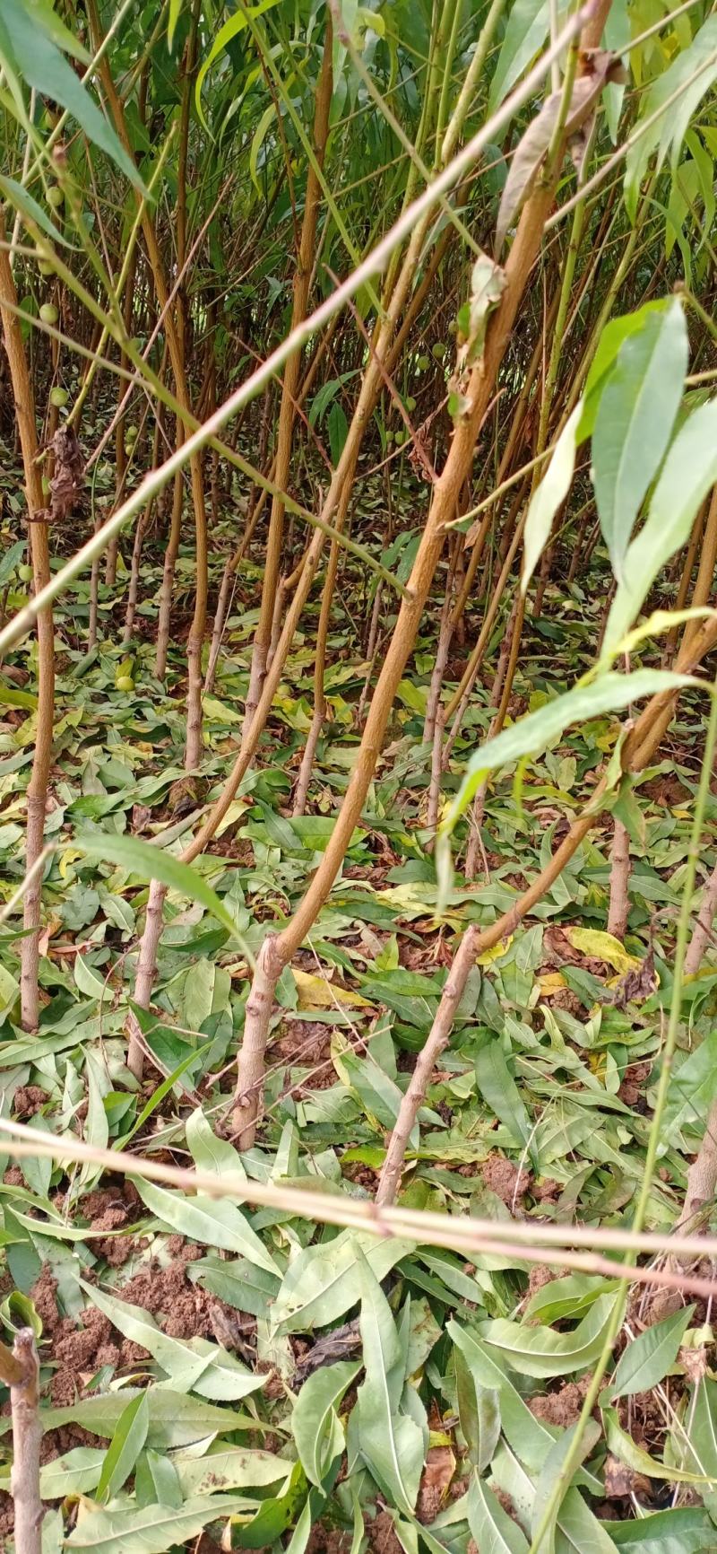 桃树，嫁接桃苗，黄桃苗，中桃9，金凤，突围，霸王脆