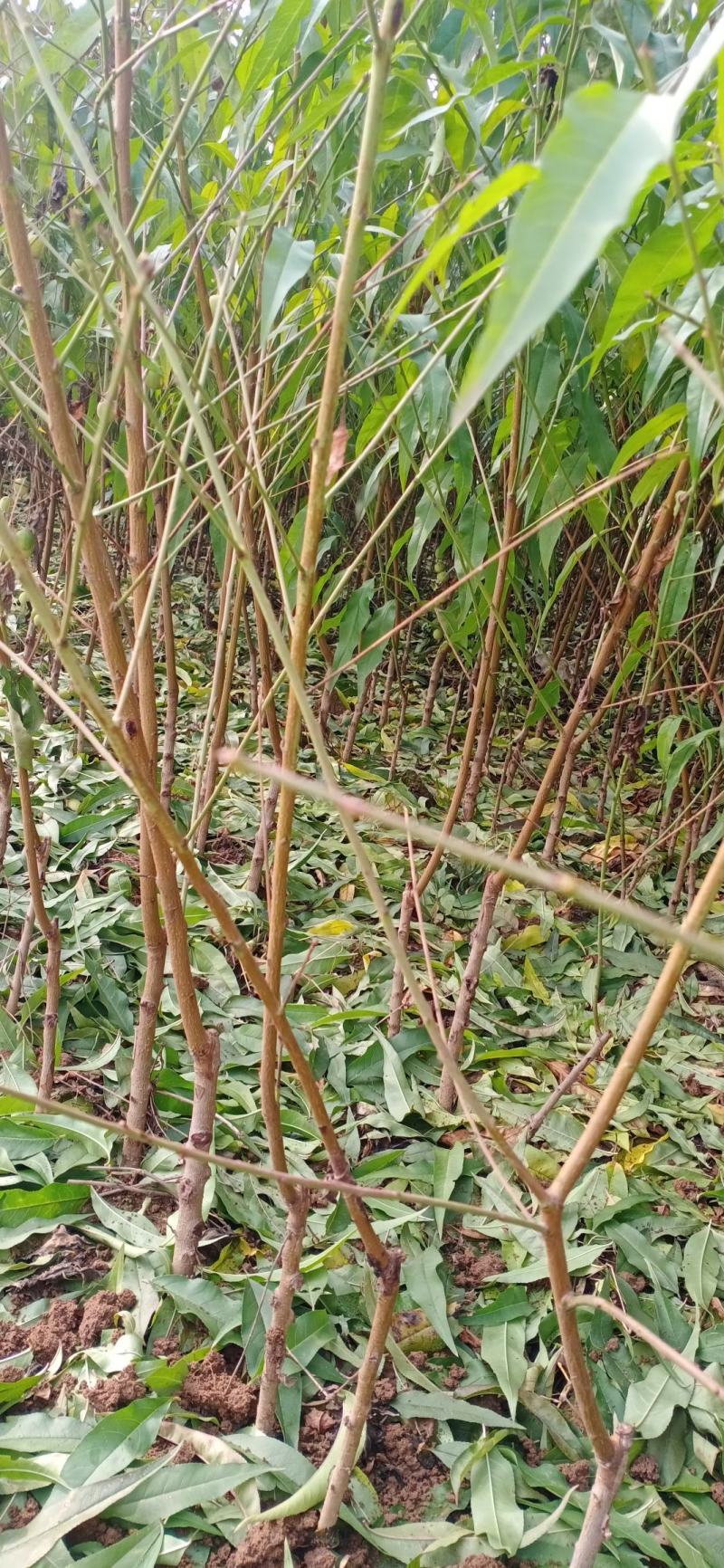 黄桃苗，锦绣黄桃苗，基地直销，现起现挖，各种规格都有