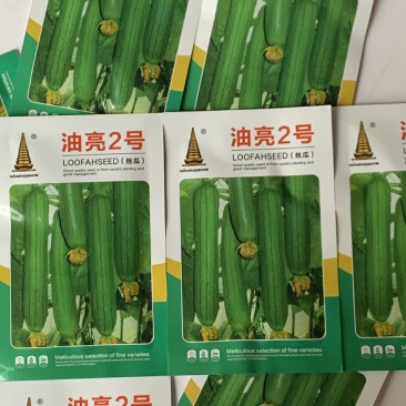 油亮短油皮丝瓜种子高产短丝瓜25-30厘米油亮原袋发货