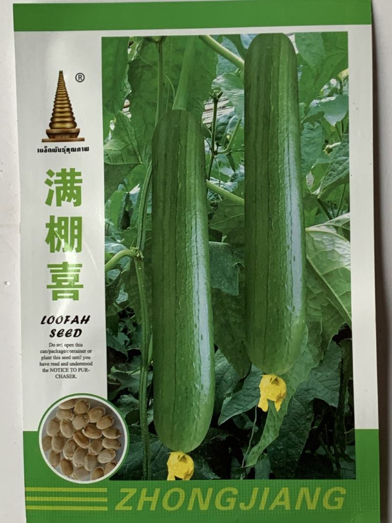 油亮短油皮丝瓜种子高产短丝瓜25-30厘米油亮原袋发货