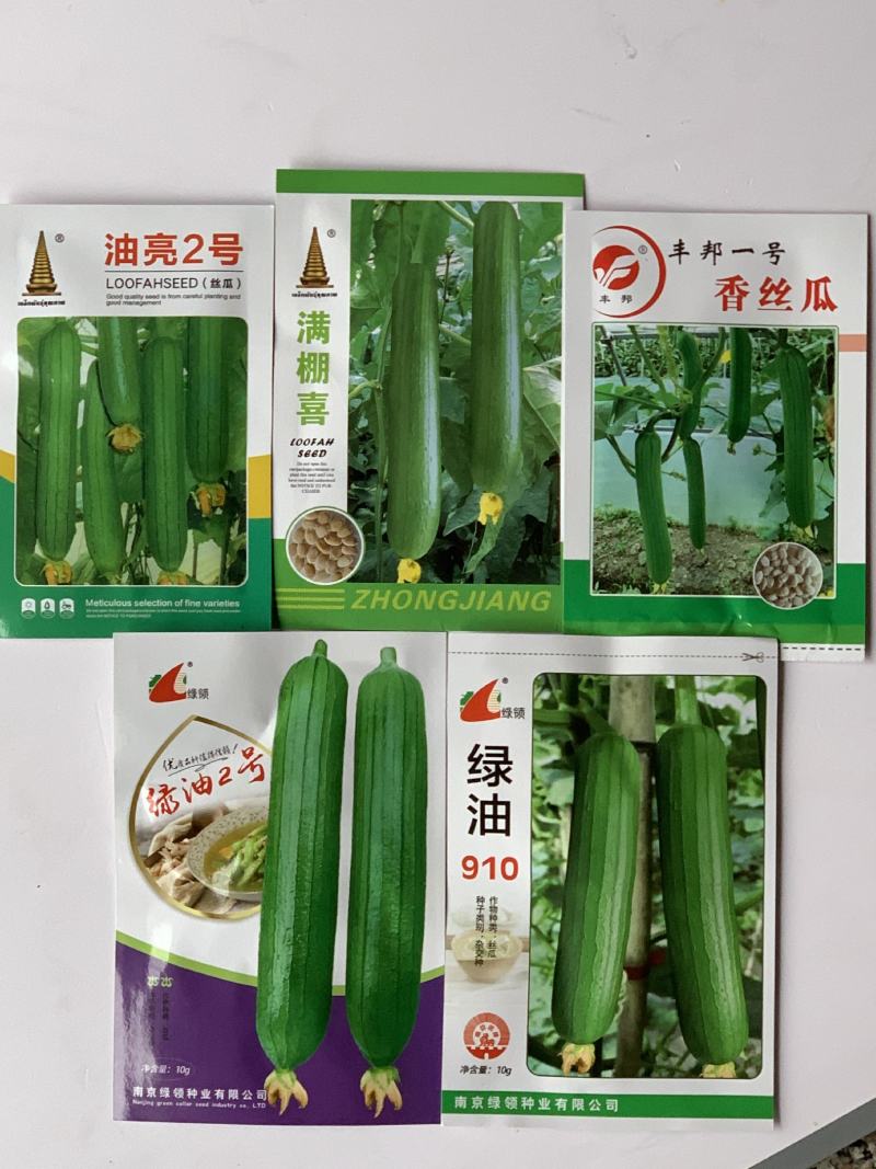油亮短油皮丝瓜种子高产短丝瓜25-30厘米油亮原袋发货