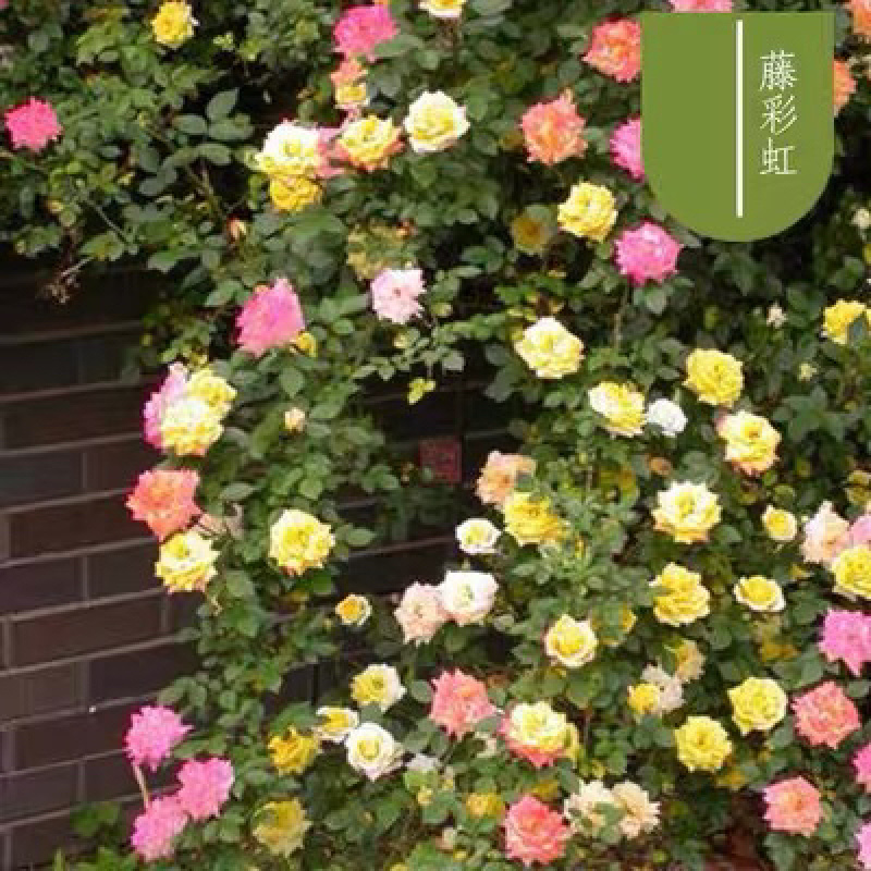 欧州月季欧月藤本月季灌木月季多规格多品种