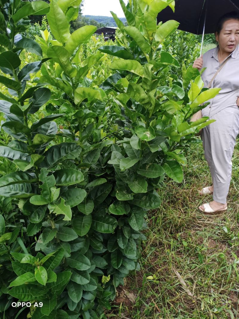 香橼苗袋装苗，大小规格都有，支持线上保障交易