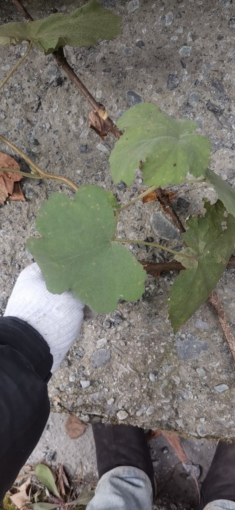 大乌泡根大乌泡树苗大乌泡中药材树苗量大优惠