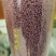 爆米花系列产品奶油花原色大米花，糖三角燕麦花老式爆米花