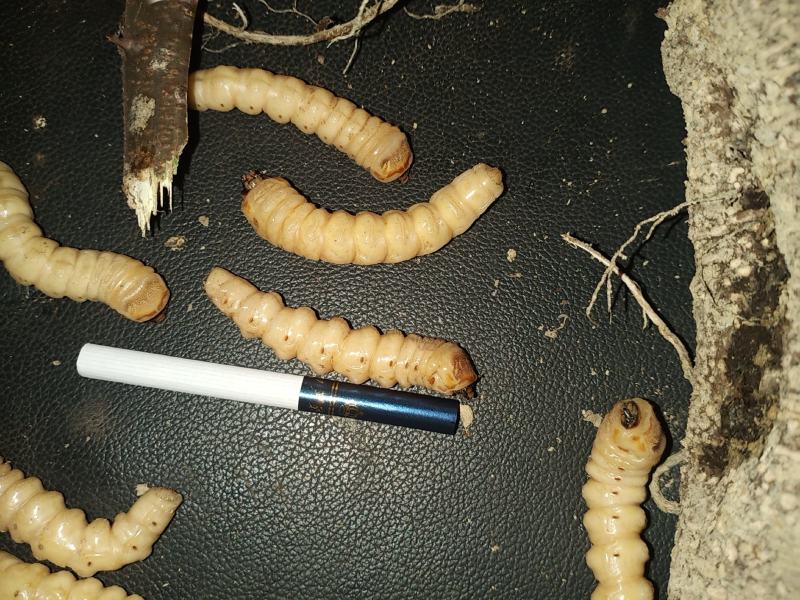 斗米虫（纯野生天然无公害）量大可以给更好的建议