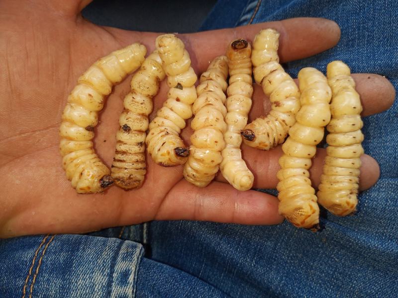 斗米虫（纯野生天然无公害）量大可以给更好的建议