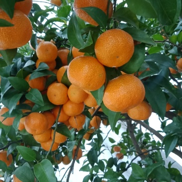 广西正宗细皮沙糖桔！