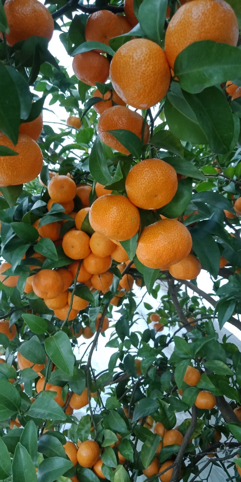 广西正宗细皮沙糖桔！