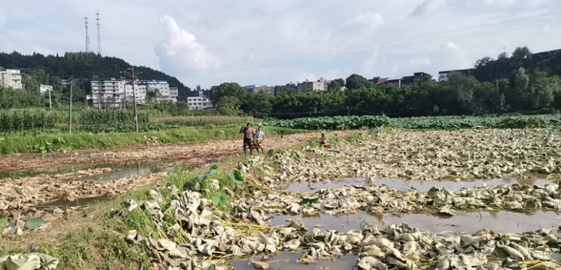 【泥藕促销】四川鄂莲6号莲藕，粉糯脆甜，四季有货，送小藕