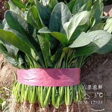 优质大菠菜，小菠菜，叶菜