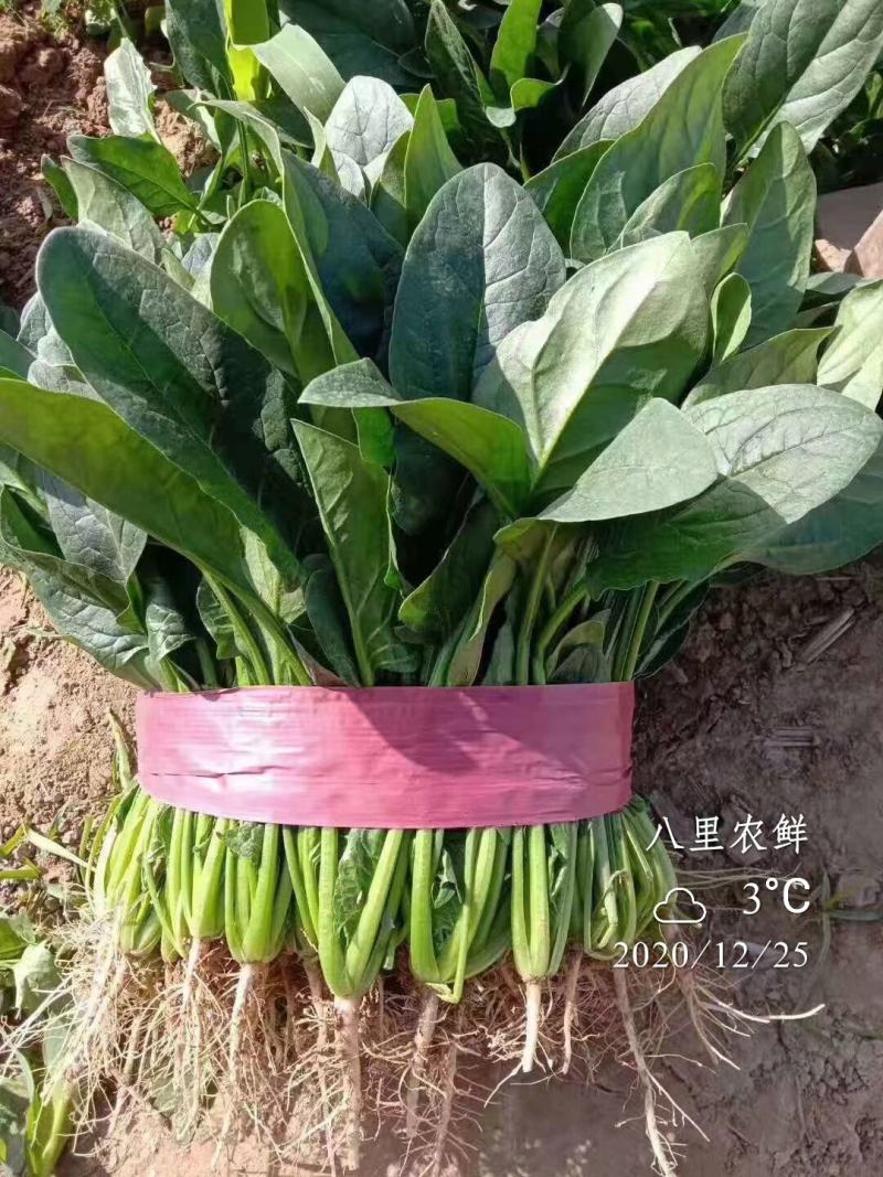 优质大菠菜，小菠菜，叶菜
