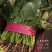 优质大菠菜，小菠菜，叶菜