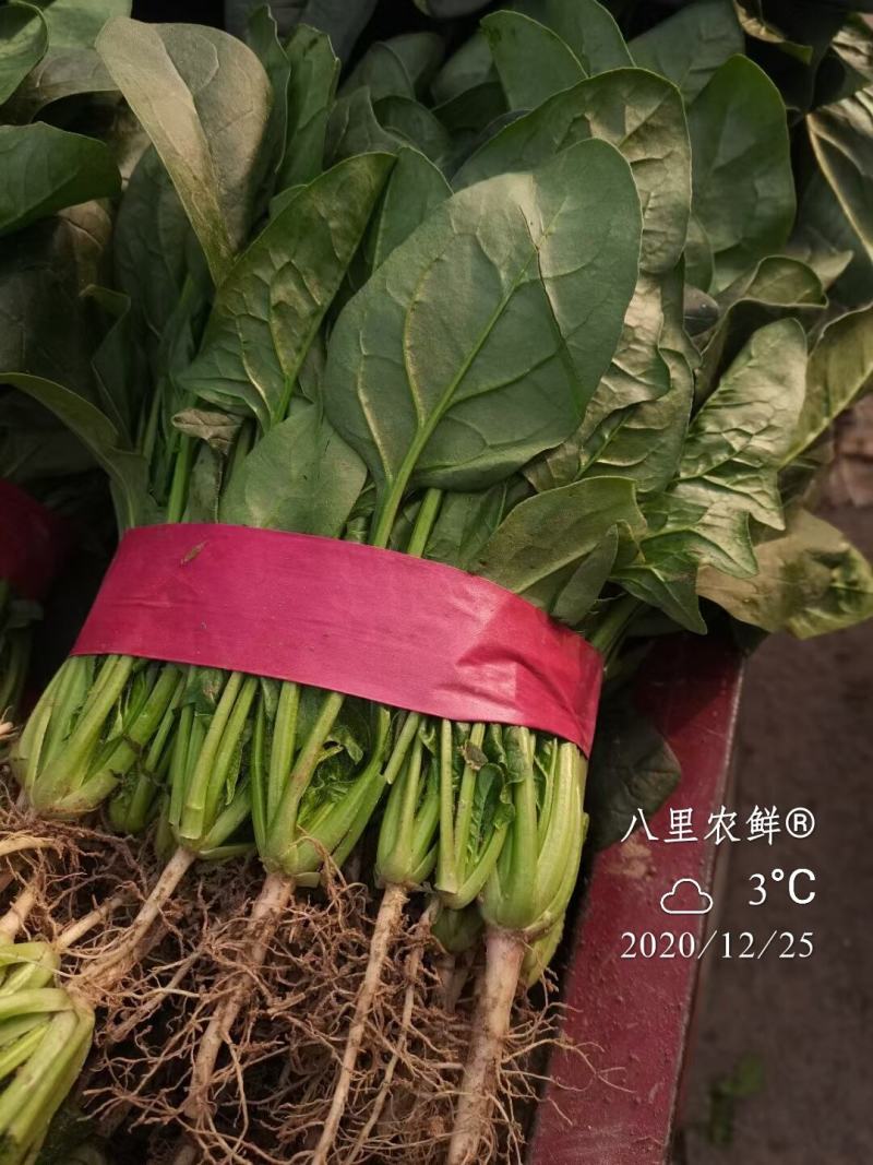 优质大菠菜，小菠菜，叶菜