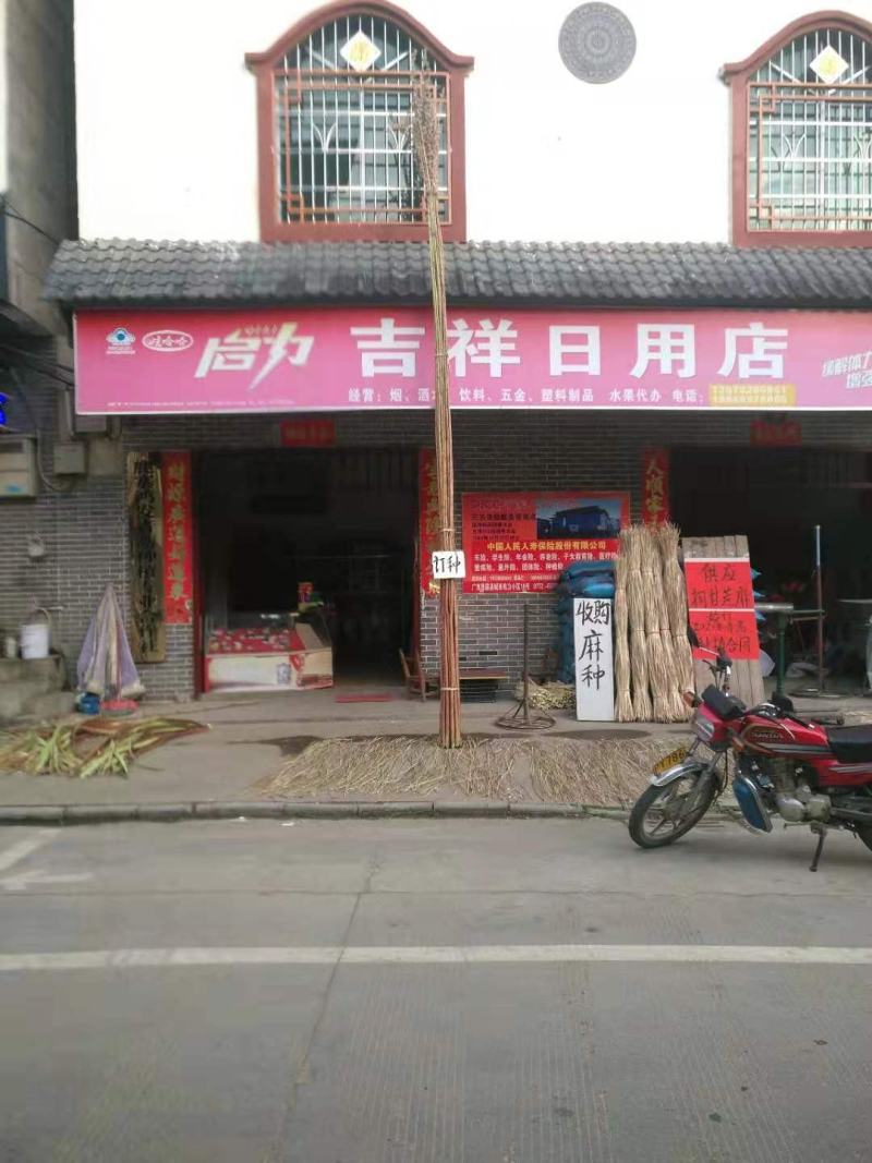高产黄麻，亩产约800斤