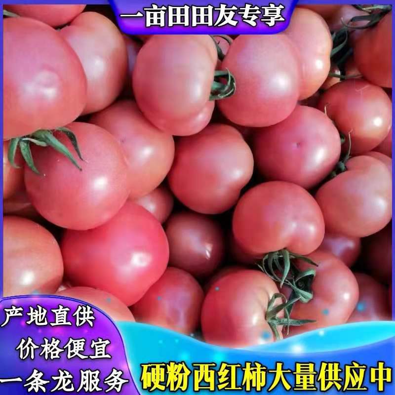 山东西红柿，莒县暖棚西红柿，硬粉西红柿价格，质量好