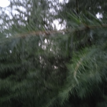 6米雪松树50元，自己种的，欢迎老板电话质