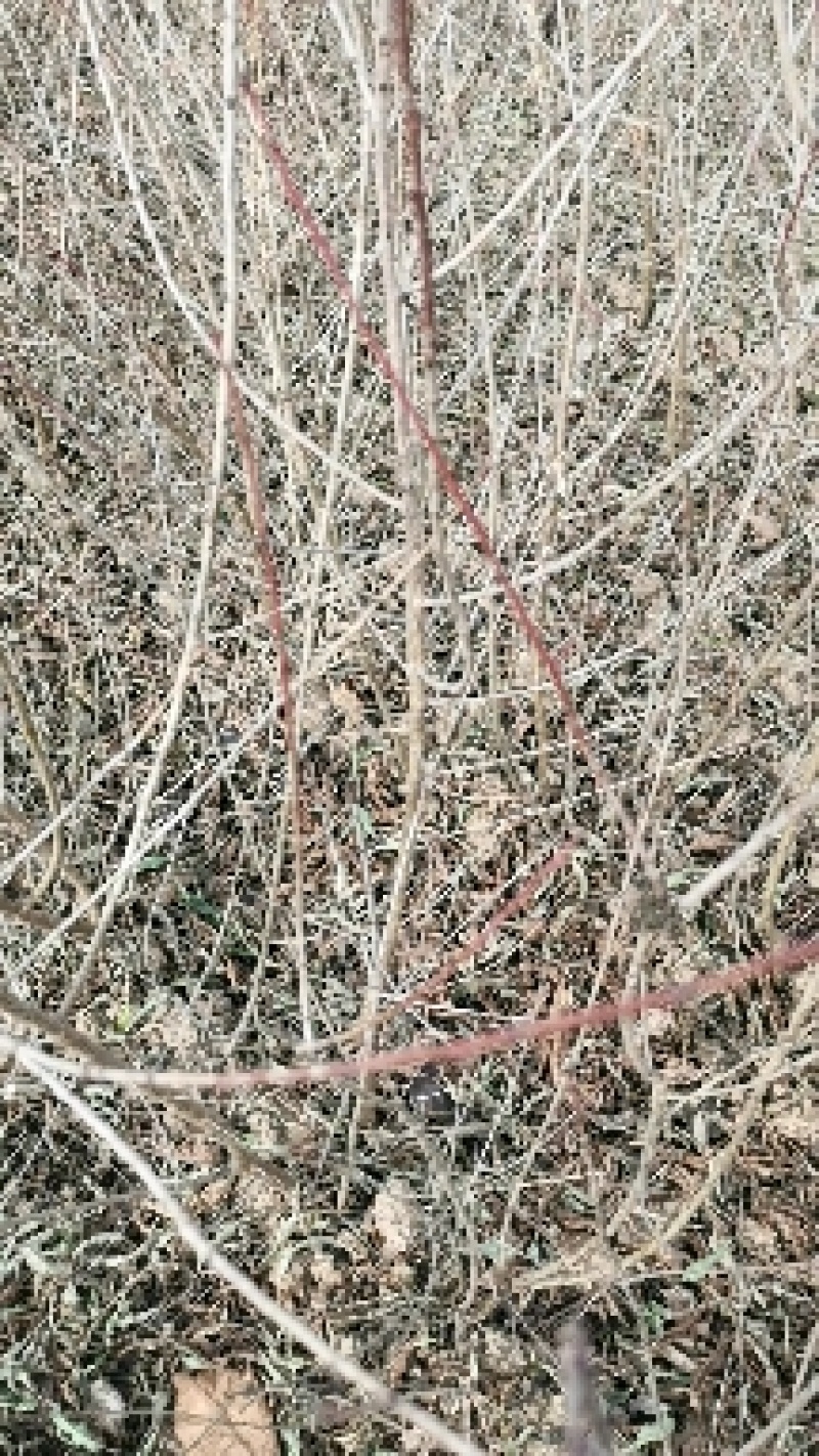 山桃实生苗，自己种的无中间商，保证质量，欢迎客户联系