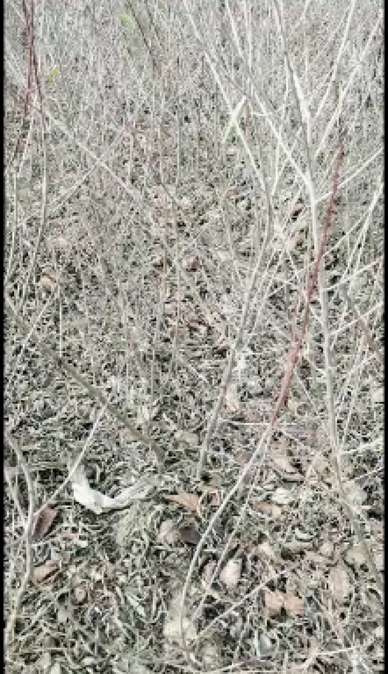 山桃实生苗，自己种的无中间商，保证质量，欢迎客户联系