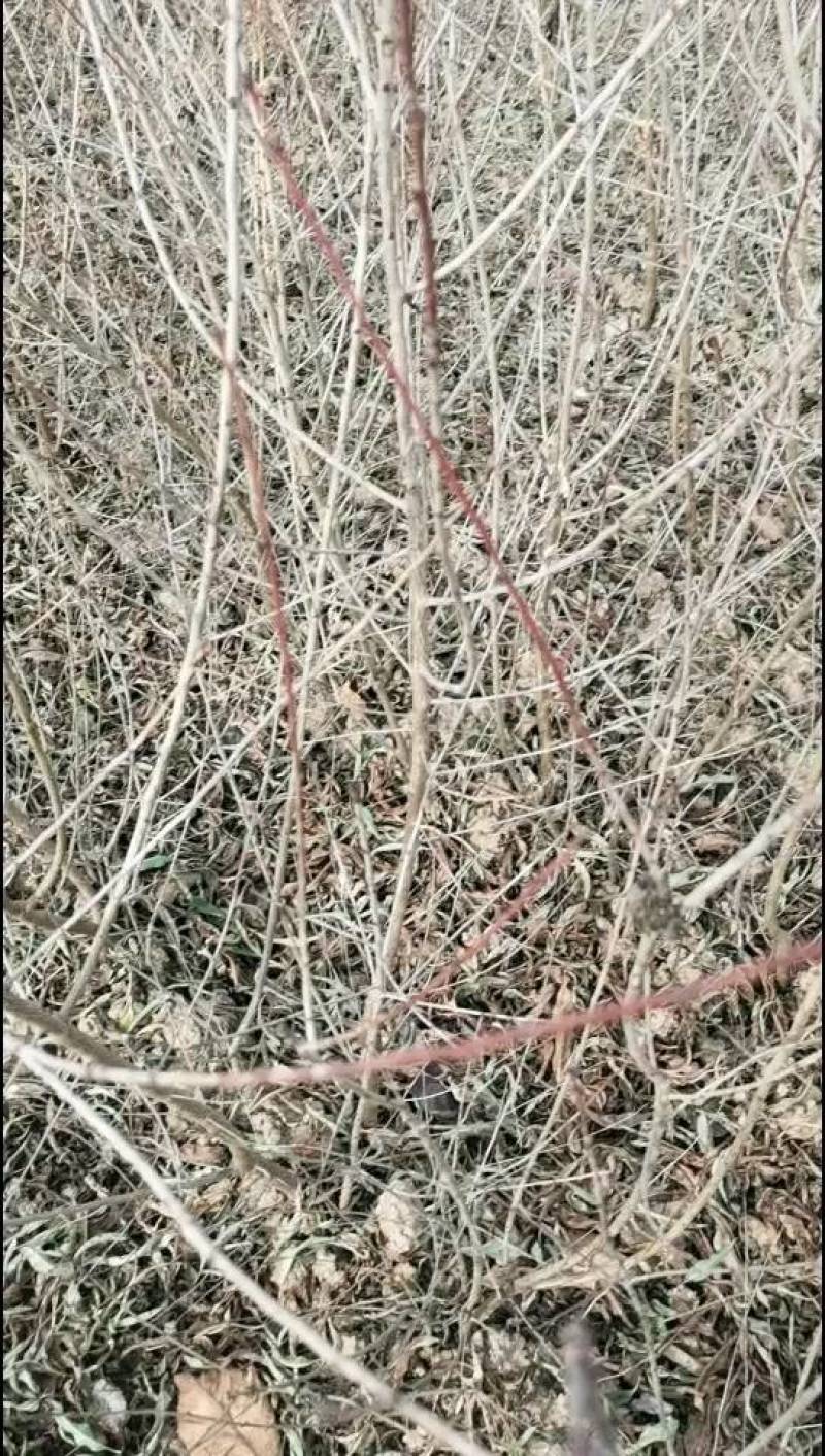 山桃实生苗，自己种的无中间商，保证质量，欢迎客户联系