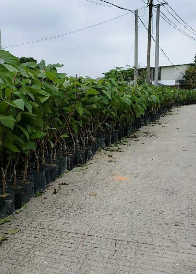 台湾嫁接凤梨释迦苗番荔枝苗佛头果佛陀果树苗地栽盆栽当