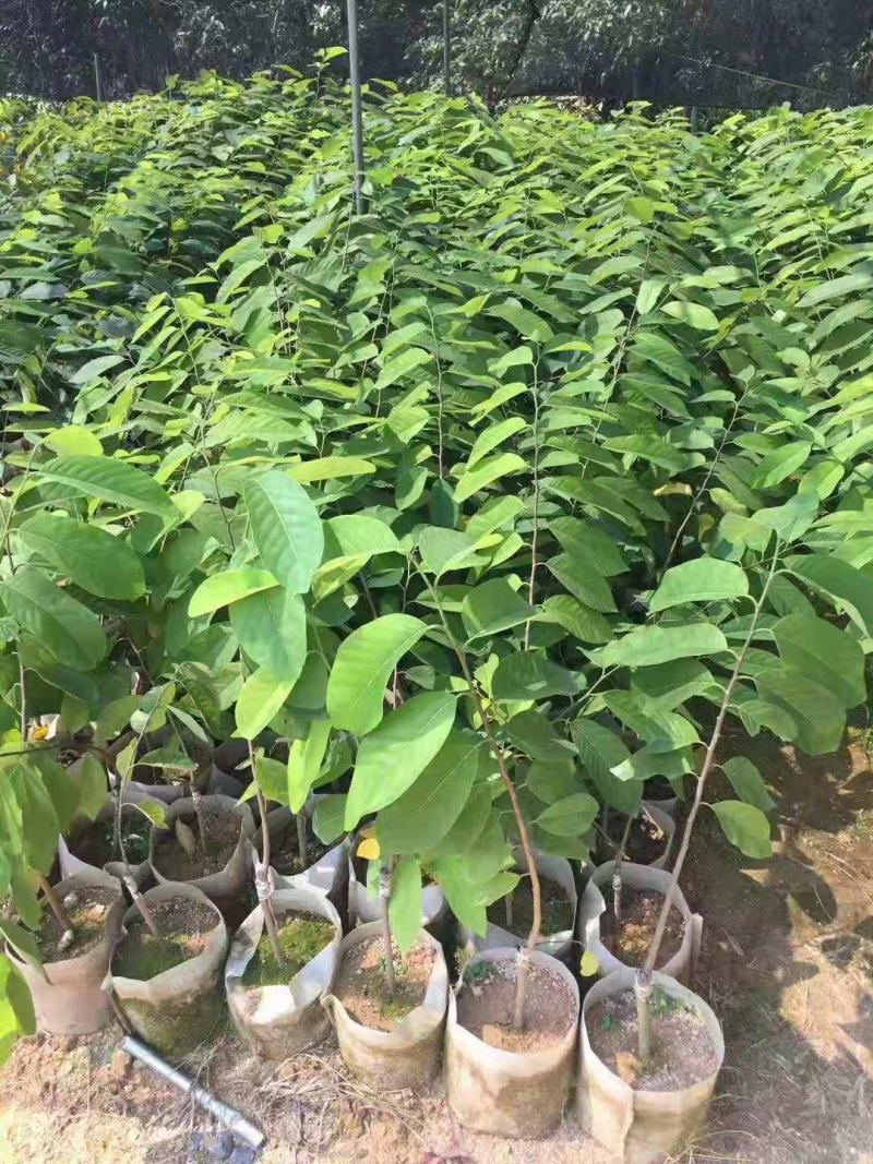 台湾嫁接凤梨释迦苗番荔枝苗佛头果佛陀果树苗地栽盆栽当
