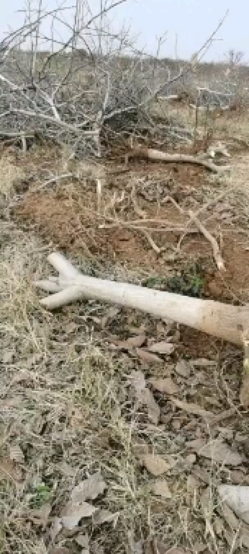 六至十公分核桃树，能占地的核桃树，量大整车发货，