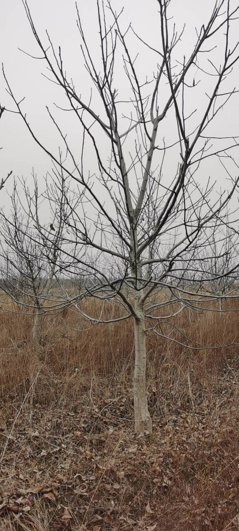 六至十公分核桃树，能占地的核桃树，量大整车发货，