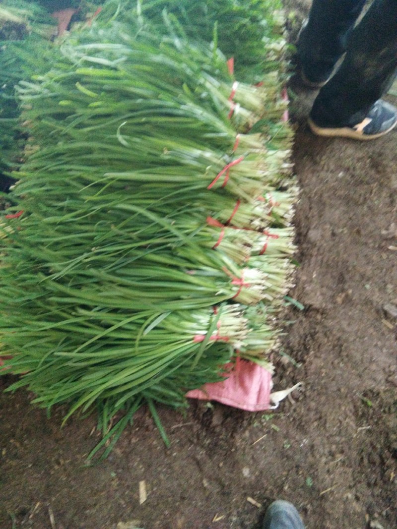 民勤精品韭菜叶子宽根粗