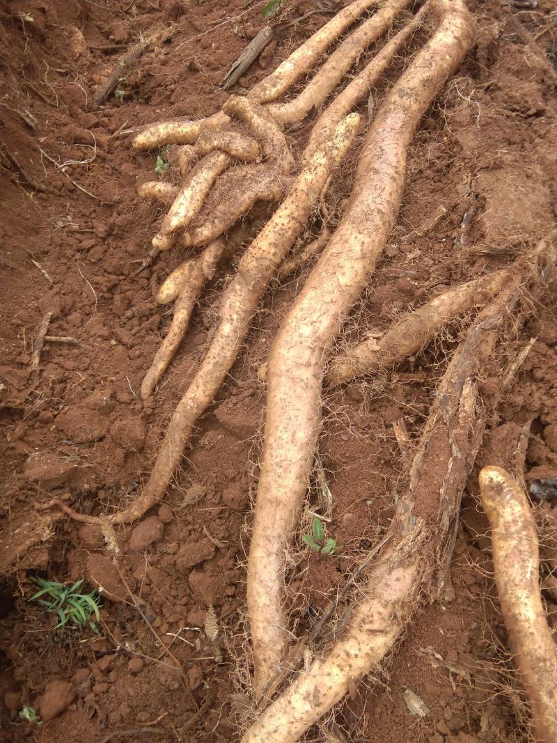 大量批发商品山药自己种植的白玉山药淮山药