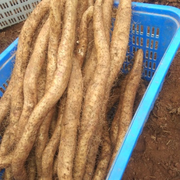 大量批发商品山药自己种植的白玉山药淮山药