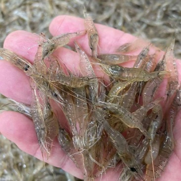 鲜活各种规格米虾，欢迎订购！