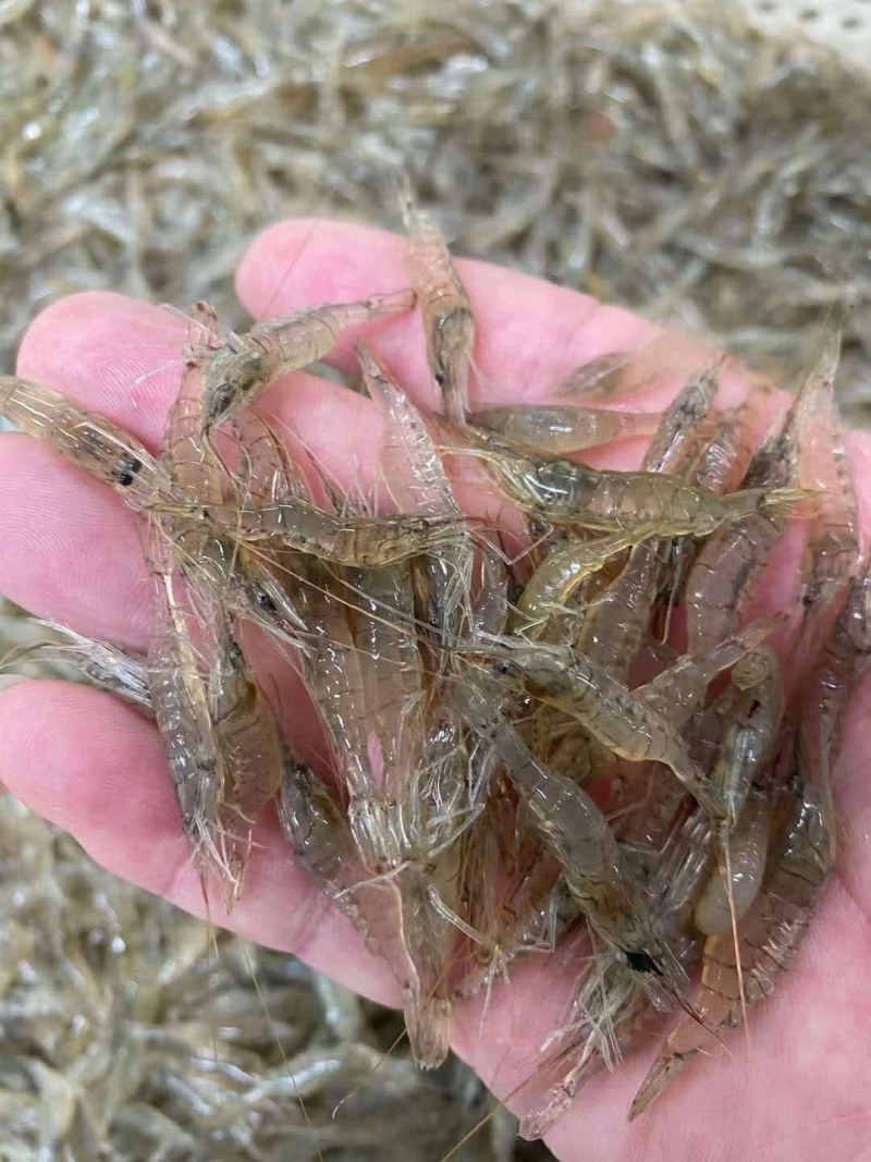 鲜活各种规格米虾，欢迎订购！