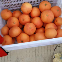 红宝石葡萄柚苗，产量高，外观漂亮，技术免费提供
