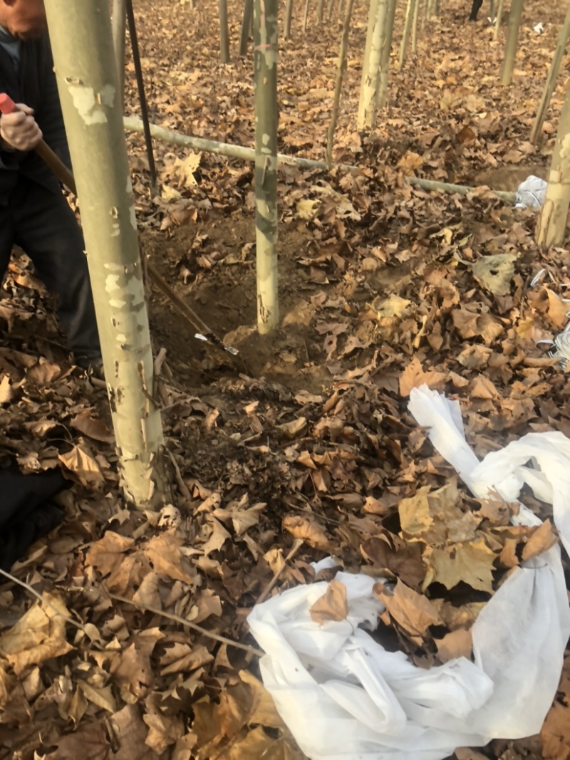 精品大小法桐，11公分12公分13公分，杆直根旺价格
