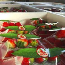 本地温室大棚草莓大量上市，工人加班忙碌中…