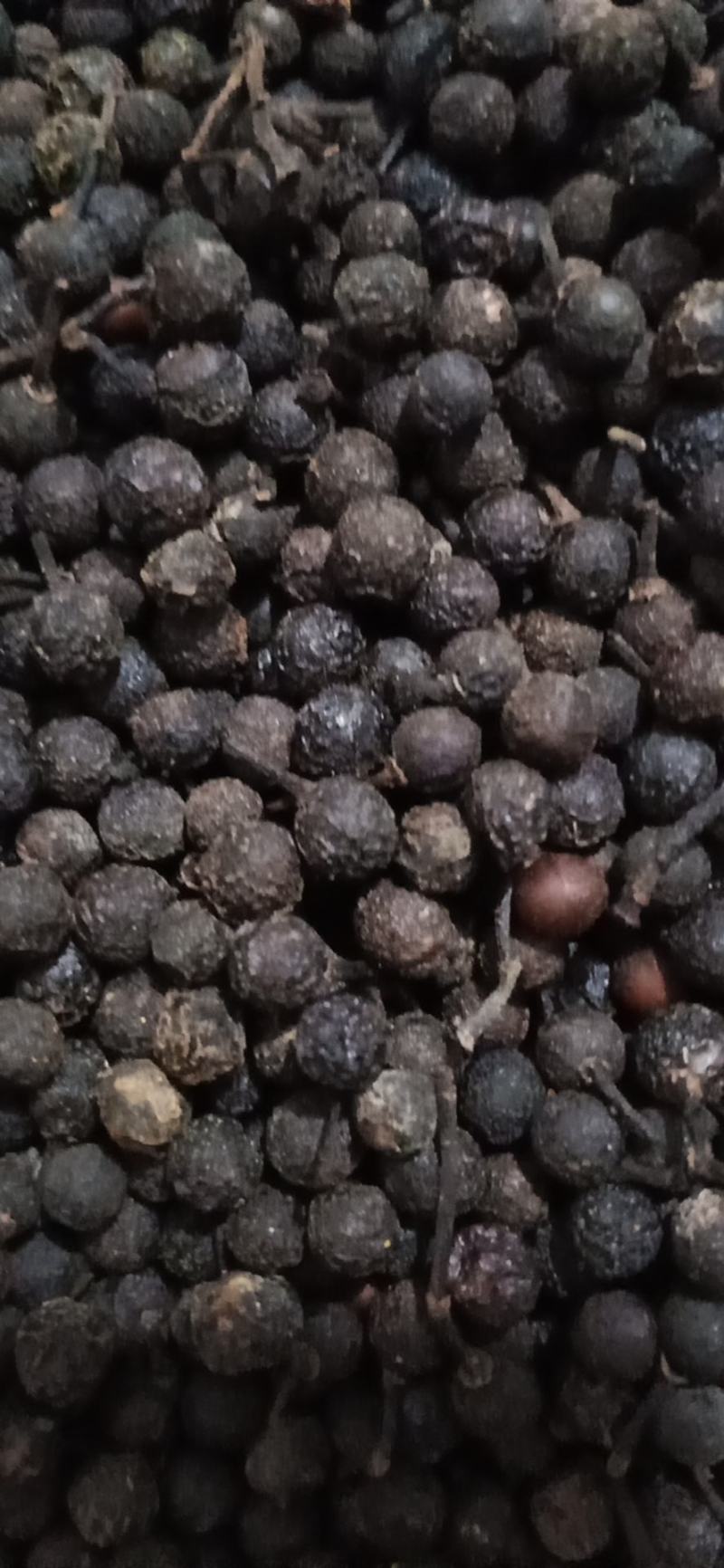 供荜澄茄，澄茄子，木姜子，山苍子现货供应，欢迎咨询选购！