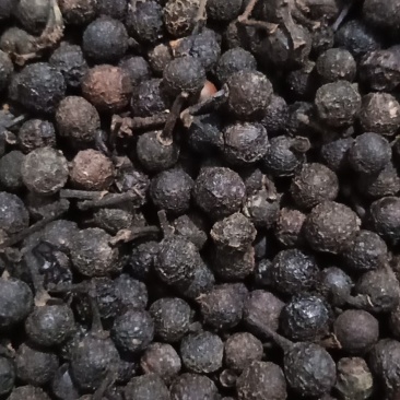 供荜澄茄，澄茄子，木姜子，山苍子现货供应，欢迎咨询选购！