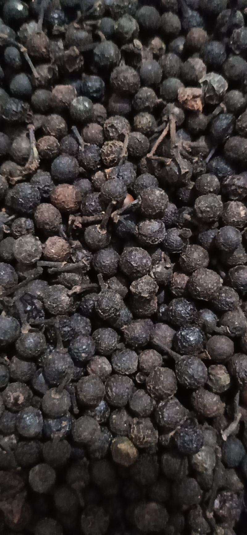 供荜澄茄，澄茄子，木姜子，山苍子现货供应，欢迎咨询选购！