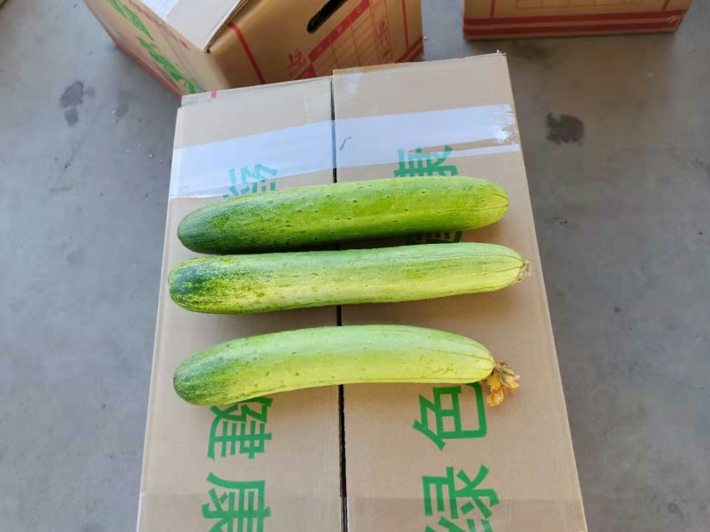五毛钱的黄瓜基地直发，日供货量十万斤以上