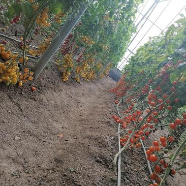 进口樱桃小番茄西甜瓜苗子种苗适合采摘观光旅游