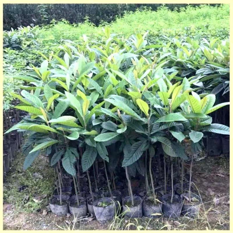 枇杷树果苗特大嫁接冰糖枇杷树苗大五星白玉枇杷苗树盆栽当年